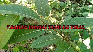 7 BAHAN BONSAI YANG LG VIRAL ,DI TAHUN 2023