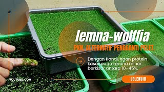 Pakan alternatif untuk lele ||Pakan pengganti pelet, Lemna \u0026 Wolffia. LelekuiD