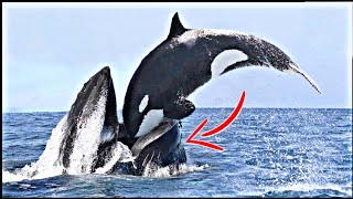 لهذا السبب تخاف كل الحيتان من الأوركا