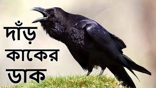 দাঁড় কাকের ডাক | Jungle Crow Sound | Dar Kaker Dak | Raven Bird Voice | Crow Bird Call@wildindiamit