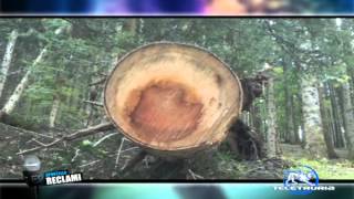 Parco delle Foreste Casentinesi Pericolo lungo le strade