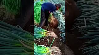 Petani cerdas panen daun bawang super memuaskan #shorts