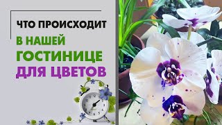 Что происходит в нашей гостинице для цветов за 2 месяца. Приоткрываем занавес трудовых будней)