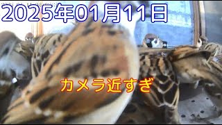 2025年01月11日 メジロを気遣って、すずめの器をカメラに寄せすぎかなぁ