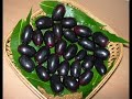 15 health benefits of jamun fruit seeds bark and leaves jamun tree in english