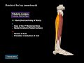 muscles of the leg division origin insertion functions