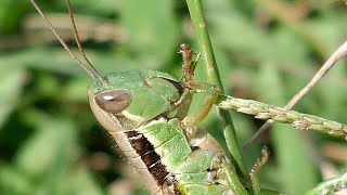 【身近なイナゴ】草の穂を食べるコバネイナゴ