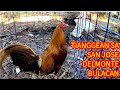 UPDATE SA PRESYO NG MANOK SA BULACAN