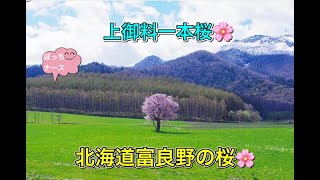 #80【ぼっちナース💉】北海道富良野の一本桜🌸を見に行く✨