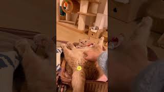 cute cat 😻😻😻 #cat #cats #shorts #funnyvideo #funnycats #funnyshorts
