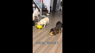 《配套养狗🐶》 #法国斗牛犬 #法斗蠢萌 #萌宠日常记录 #萌宠出道计划 #动物的迷惑行为