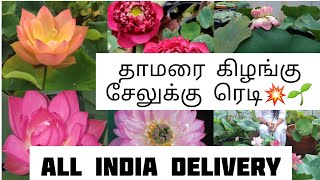 ரூ.150....150...முதல் அழகான, ஒரு மாதத்திலேயே பூக்க கூடிய தாமரை🌷lotus sale video|water plants sale|🌷