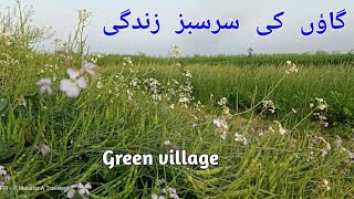 مونگرے | Mongra | Village Life in Punjab | Village Fields | گاؤں کا سادہ ماحول | Daily routine Life