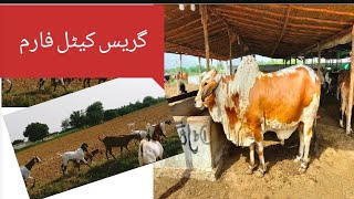 Grace Cattle Farm Sakran Village #2023 #mandi منڈی سے سستے جانور دستیاب ہیں