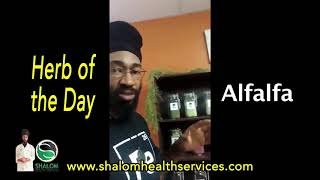 Herb of the Day Alfalfa