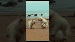 Funny Dog #shorts #dog #dogs #dogshorts #pets #petdog #dogplaying #funnyshorts #doglover