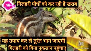 बगीचे को गिलहरी से बचाने के सबसे आसान तरीके /HOW TO PROTECT PLANTS FROM SQUIRRELS/ 100% RESULT