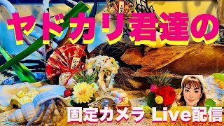 ヤドカリ君達の固定カメラ Live配信2025.1.12【JJ\u0026JJハニー】#ヤドカリ#癒し