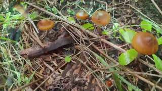 Psilocybe Subaeruginosa-Find Him