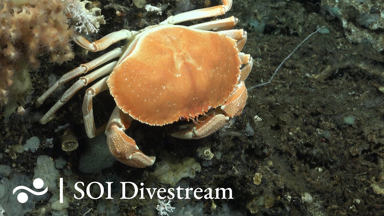 Southwest Fernandina Soi Divestream 591 Youtube