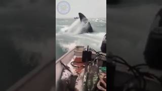 HUGE ORCA ATTACKS BOAT! #shorts #animals #wildlife