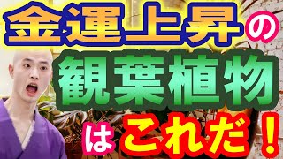 財布がパンパンに！観葉植物で金運を急上昇させる驚異の秘密 K33