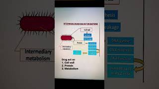 #antibiotics #mechanism #antimicrobial