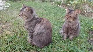 Cute cats are relaxing in the backyard