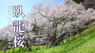 飛騨一ノ宮 国の天然記念物 臥龍桜【桜2023🌸】樹齢1100年のエドヒガンザクラ