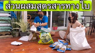 ส่วนผสมสารลำไยทางใบ (แบบไม่ลงดิน)