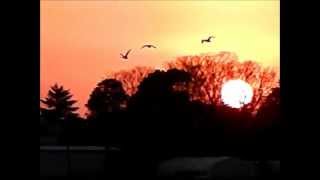 本埜の白鳥 2013.1.2　夕日