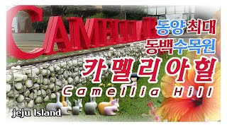 제주도여행 똥망하기 전에 미리알고 가자 ! [카멜리아힐} 미리보기 Camellia Hill