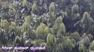 ಪ್ರಕೃತಿಯ ಮಡಿಲಲ್ಲಿ.....