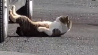 【猫動画】腹筋する猫！