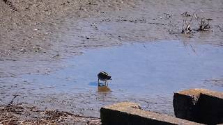 【一分動画】 🐤鳥シリーズ　タシギ　Common Snipe　（シギ科）