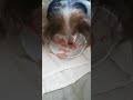 パピヨン17歳🐶生ハム風ビーフ食べてます😃パパの手がちょっと邪魔💦