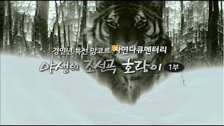 EBS 자연 다큐멘터리_야생의 조선곡 호랑이 1부
