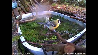 Blaumeise, Kohlmeise spielen und baden, Amsel badet (24.12.2024)