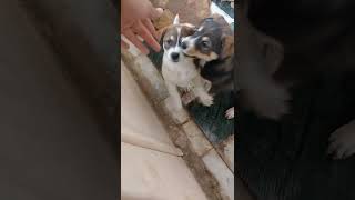 watch || adopt street puppies 🐶 ! Ye etne cute kaise he || animals Need People