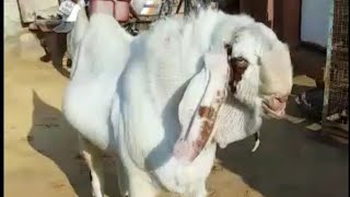 Masha Allah beautiful gulabi Sojat Hyderabadi Bakra