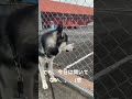 そりゃそうよ！ shorts シベリアンハスキー siberianhusky 犬 dog