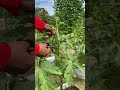 ้เก็บกระเจี๊ยบเขียว กระเจี๊ยบเขียว สวน เกษตรผสมผสาน เกษตรพอเพียง gardening farming nature