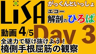 動画4　全速力で駆け抜けよう！　橈側手根屈筋の観察（がっくんといっしょ　エコー解剖のひろば Day 3）