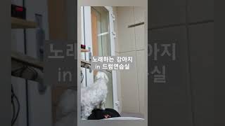 보호자는 드럼연습중 vs 강아지 웅이는 노래연습중