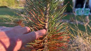 Scale on Pines - Pine Tortoise Scale on Jack Pine