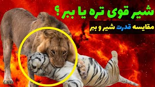 شیر قوی تره یا ببر؟ | مقایسه قدرت شیر و ببر