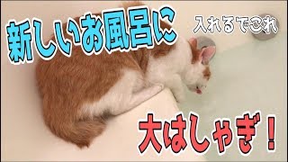 【新居】新しいお風呂に猫たち大興奮！湯船の中にどんどん飛び込む！？