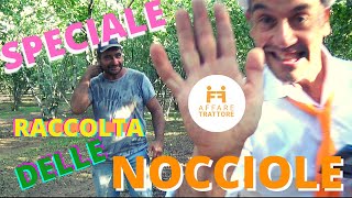 SPECIALE RACCOLTA DELLE NOCCIOLE - AFFARETRATTORE INCONTRA