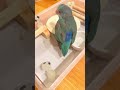 こだま（宇宙人）に囲まれ困惑するこむぎさんpart2 マメルリハ インコ もののけ姫