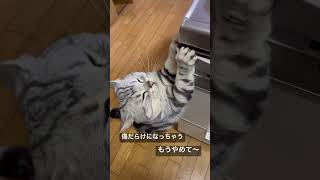 爪研ぎもうやめて〜傷だらけになっちゃう。#アメショ#アメリカンショートヘア#猫のいる暮らし#猫のいる生活#cat#cats